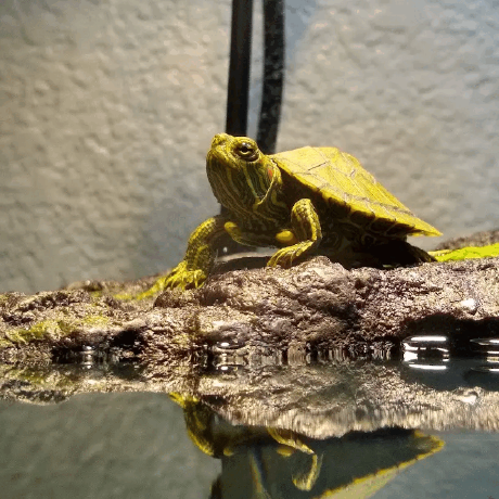 A baby turtle basking